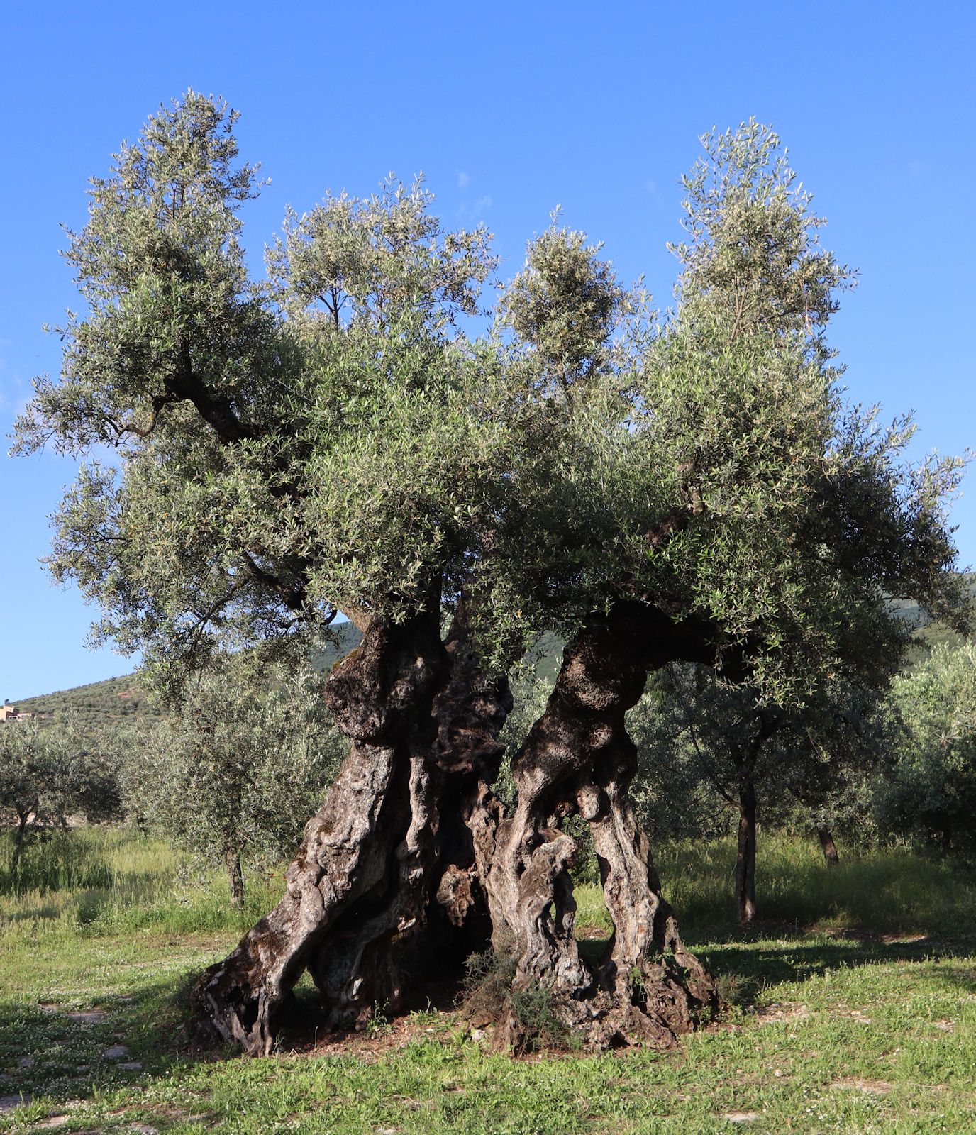 der &bdquoOlivenbaum des Ämilianus&rdquo in Bovara bei Trevi, laut Tafel 5 Meter hoch und 9,1 Meter Durchmesser