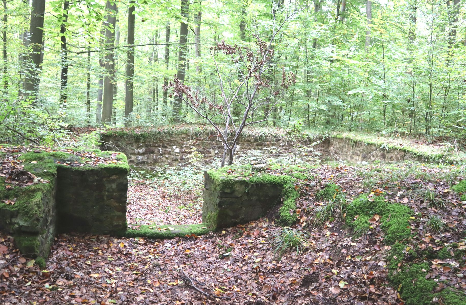 1905 ausgegrabene Grundmauern der ehemaligen Johanneskirche an der Gedenkstätte auf dem „Johanneskirchenkopf” nahe Geismar