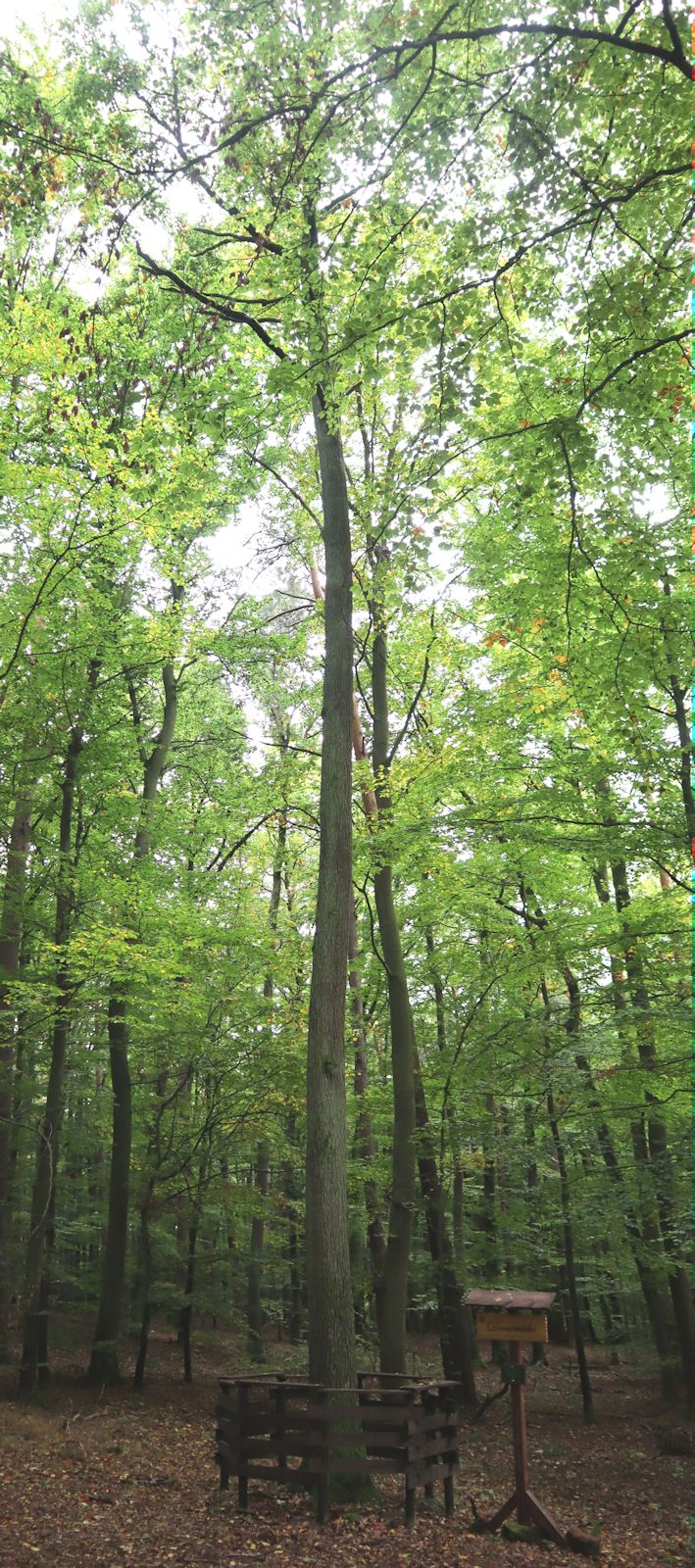 ein schmächtiges Bäumchen: die nachgepflanzte „Donar-Eiche” an der Gedenkstätte auf dem „Johanneskirchenkopf” nahe Geismar